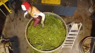 R&eacute;colte et distillation de la m&eacute;lisse &agrave; la ferme du Hitton