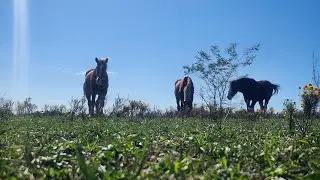 Winter Prep Underway at the Horse Sanctuary! 