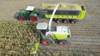 CLAAS JAGUAR 950 am Mais h&auml;ckseln mit eine FENDT Flotte als Abfahrer / 4K