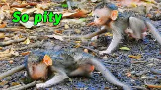Oh my god! tiny newborn baby monkey so pity weakness, need milk full