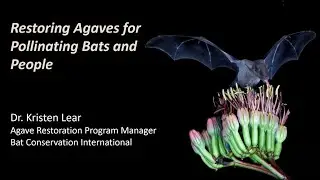 Restoring Agaves for pollinating Bats and People by Kristen Lear