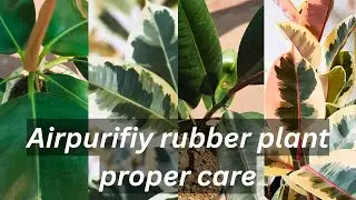 Airpurifiy rubber plant #care #indoorplants 