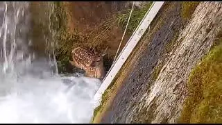 Spettacolare salvataggio a Primiero: piccolo capriolo portato in salvo