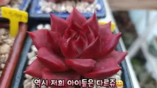 역시 저희 아이들은 다르쥬😄 #홍시 #노을 #체리쉐도우 #퍼플스톤 #레드탄 사랑스럽고 귀엽고 예쁜 아이들 총출동😍