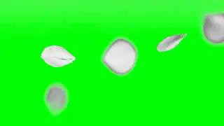 White rose pulps falling green screen videoooo