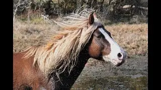 Chincoteague Wild Ponies on Assateague Island VA Featuring Riptide The King of Assateague
