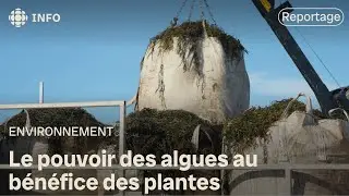 Le pouvoir des algues au bénéfice des plantes | La semaine verte