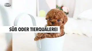Teecup-Dogs: S&uuml;&szlig; oder Tierqu&auml;lerei? | RON TV |