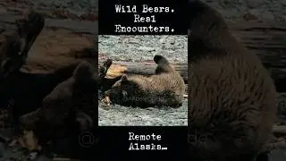 I Guide Brown Bears in Alaska &mdash; This Is My Channel #shorts
