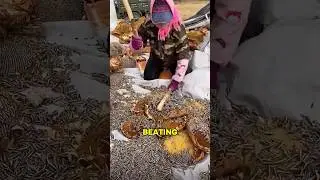 Seeds Falling Like Confetti
