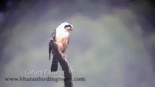 Bhutan Birding Tours