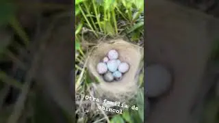 Despu&eacute;s de tanto tiempo otra familia de chincol