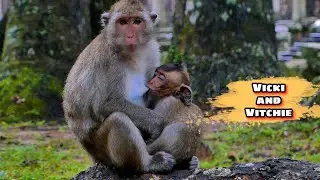 Adorable Bond! Vicki Nourishes Her Little Vitchie, @monkeynaturekh