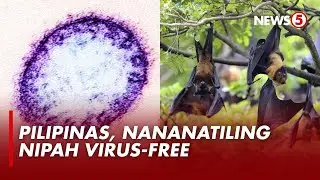 Nipah virus, mula sa mga hayop tulad ng fruit bat &mdash; Infectious Disease Expert