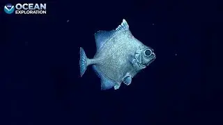 Oreo (aka, False Boarfish): Voyage to the Ridge 2022