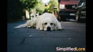 10 dog sleeping positions and their meaning. #SideSleeper #CurlPosition #DonutPosition #LionsPose