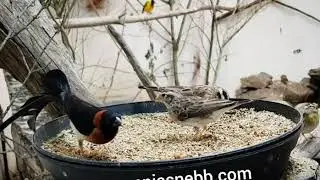 Long-tailed Paradise-whydah (Vidua paradisaea)
