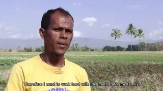 Maize Good Agricultural Practices in East-Timor