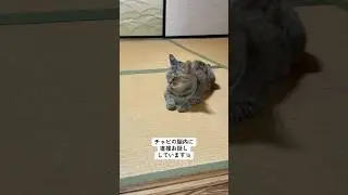 チャビがミケとケンカしていたので、お話しさせて頂きました🐱 #ねこ