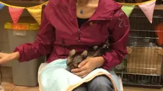 うさぎの介護　尿やけケア