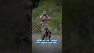Meet The Brave Military Dogs Special Forces #dog