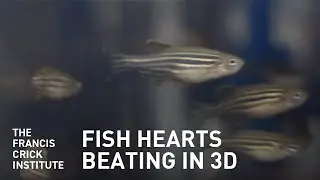 Studying Beating Fish Hearts in 3D