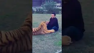 Sheikh fazy #shorts #short #shortvideo #shortsyoutube #lionslover #wildlife
