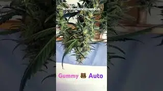 #BigBud #Grower #Gummybearauto #Dwc #Hydro #Autoflower #northatlanticseedco.