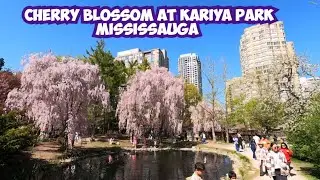 Mississauga's Secret Japanese Garden: Kariya Park Vlog! 🌸🌸