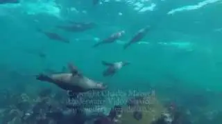 Towcam of makos, white sharks, seals and dolphins filmed by Charles Maxwell 2014