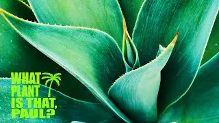 Agave 'Blue Flame' -  The flexible blue-green leaves have finely serrate margins and terminal spine