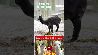 Fun facts about llamas Part 7 #lama #lamas #tier #tiere #exotischeTiere