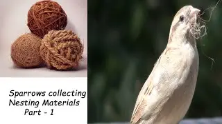 Sparrows Nesting Material | Part - 1