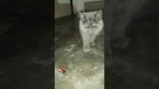 Cute cat playing with cockroach | Cat vs Cockroach