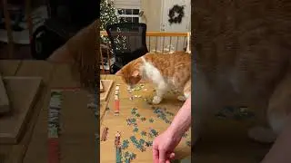 Мне кажется, это почти умно? Почти? #davethecat #orangecat #catdad