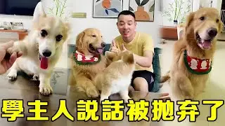 學主人說話就能得到獎勵？柯基鬥膽試了一下，狗狗：狗東西學得還挺快！