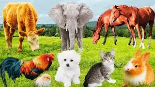 Wild Animal Sounds: Rabbit, Cow, Elephant, Goat, Puppy, Sheep, Dog, Rooster - Pets & Animals