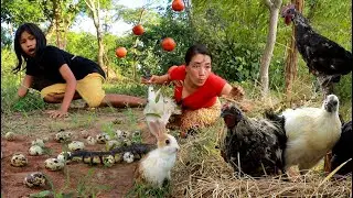 Pick egg quail and chicken in rainforest-Crispy chicken and boiled egg quail +5food cook and eat