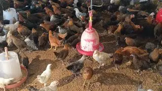 poultry Farm in sonali egg production #MKVK​​​ poultry farming #birds​​​ #farming​​​ #village​​​ 