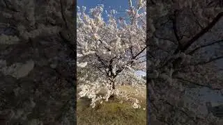 Cherry blossom season in Japan is the most beautiful season🌸💮(桜)#japan #japanlife #sakura