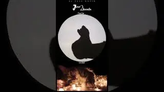 Just 2 Hands: The Cat, Le chat #shorts