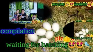 New pet bird A.K.A (Tweety-bird)!!!COMPILATION😘🔔👍