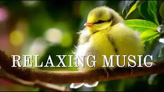 🌿 RELAXING MUSIC | Sounds of nature #relaxing #birdchirping#naturesvoice #relaxingmusic