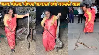 🐍😱दादांनी विषारी घोणस सापावरती कसे लक्ष ठेवले पाहा😳🐍Dangerous Russell's Viper Snake Rescue Operation