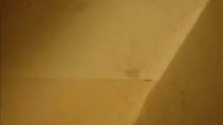 Pholcidae Vibrating