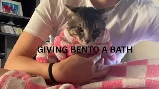 Giving bento a bath.