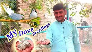 My Diamond Dove Breedings Best  Progress  in  2021😀😀