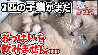 【生後1日】ミルクを飲まない子猫と命を繋ぐ懸命な授乳。新生児と先住子猫との衝撃の初対面🙀‼️＋ChatGPTで擬人化したら天使すぎた子猫w【もちまる子猫日記】