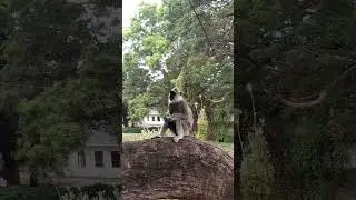 The Grey Langur, Sri Lanka.