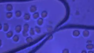 Capture001 20091106 141326